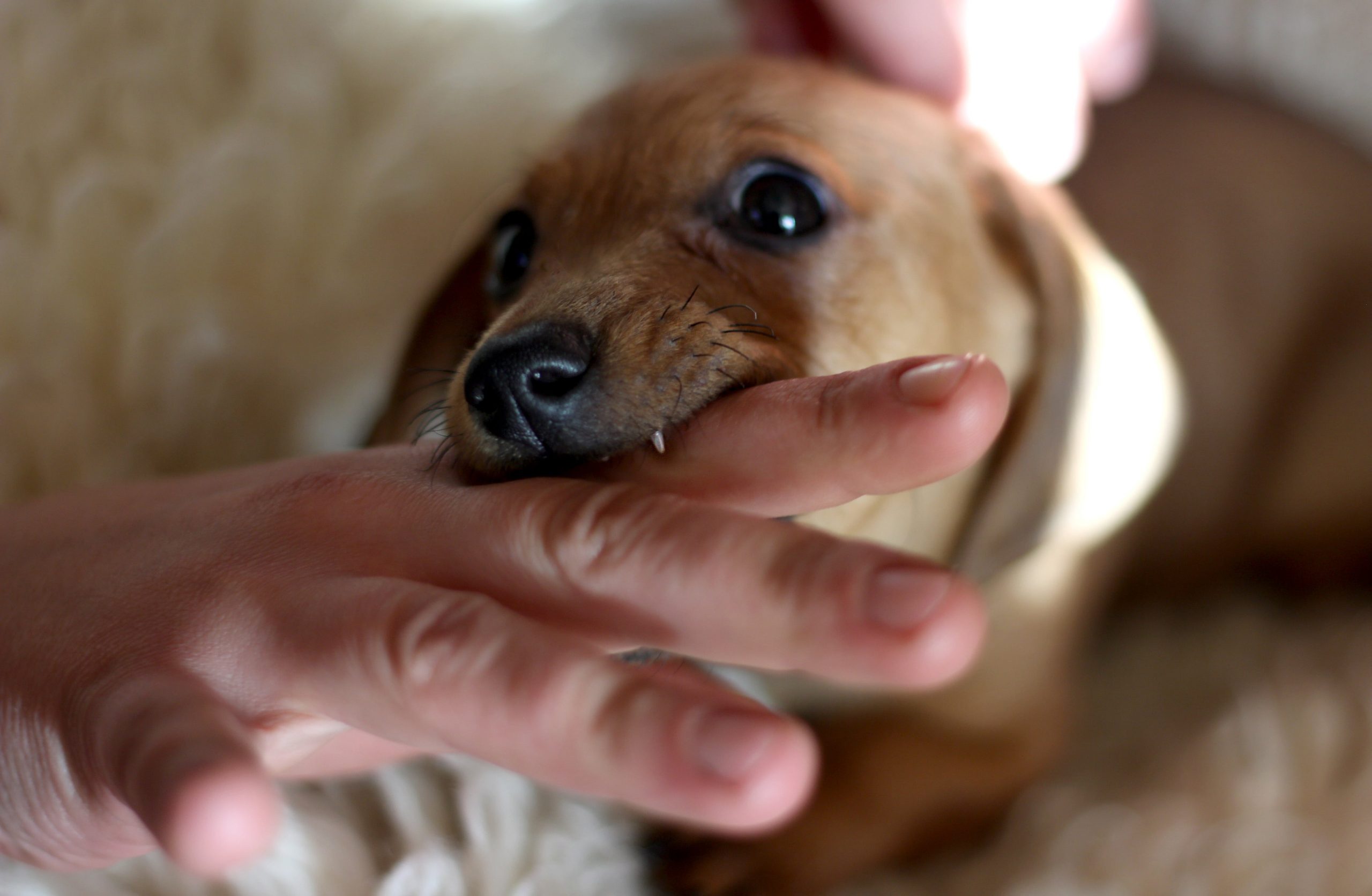 First Aid for Different Animal Bites