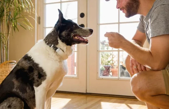 Halo Wireless Fence: A Game-Changer for Pet Owners