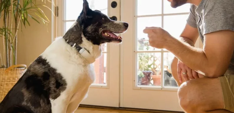 Halo Wireless Fence: A Game-Changer for Pet Owners